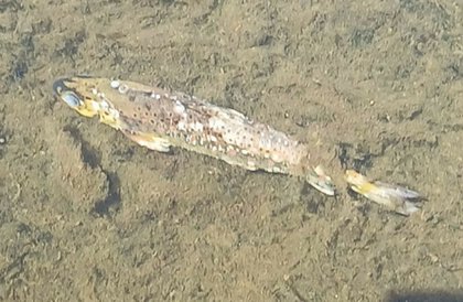 Committee warned fish kill from recent Cork incident could run into the ‘hundreds of thousands’