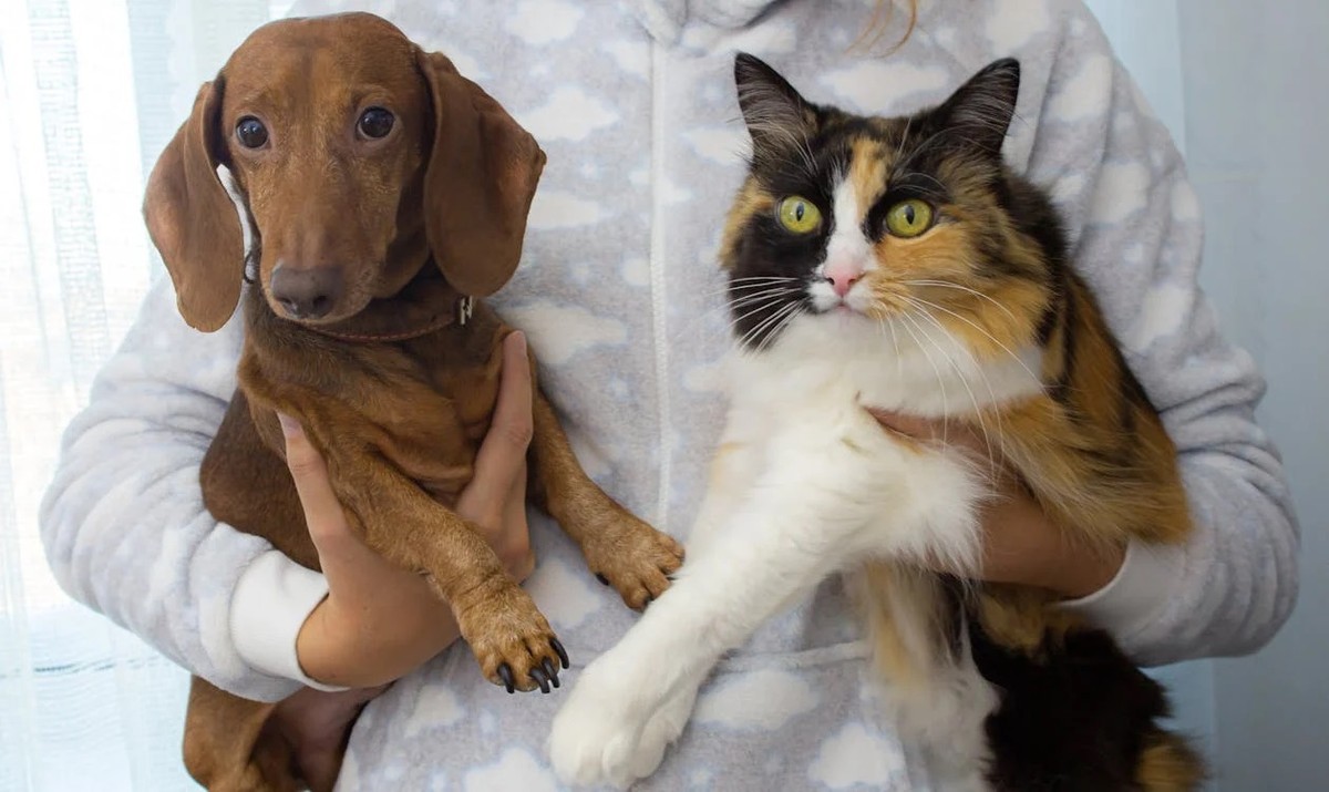 Empresa aérea transportou quase 50 mil pets em suas cabines este ano no país