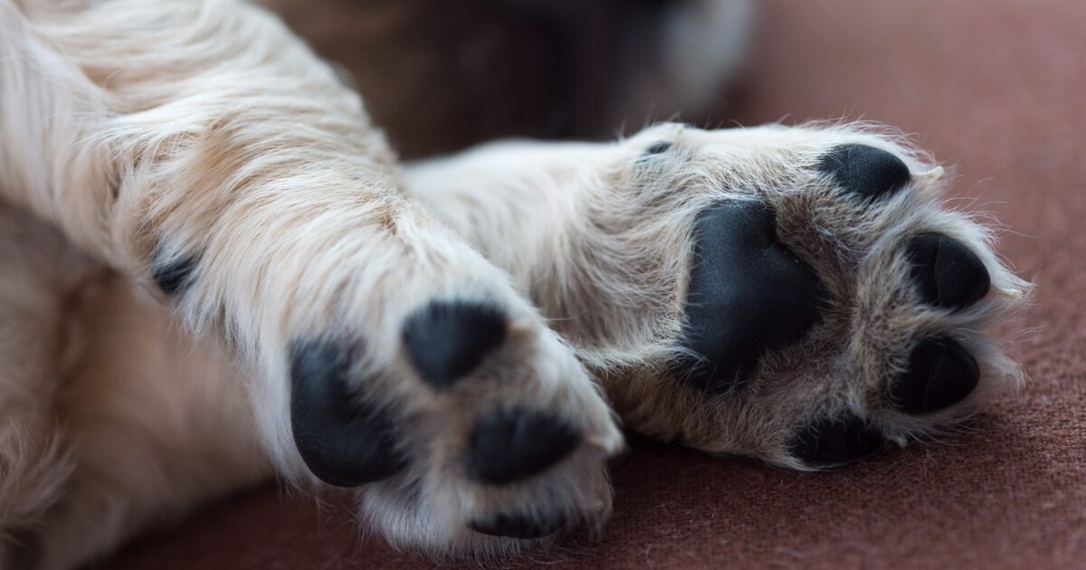 Tierquälerei-Prozess - Junger Wiener versuchte, Hund auf Ast zu erhängen