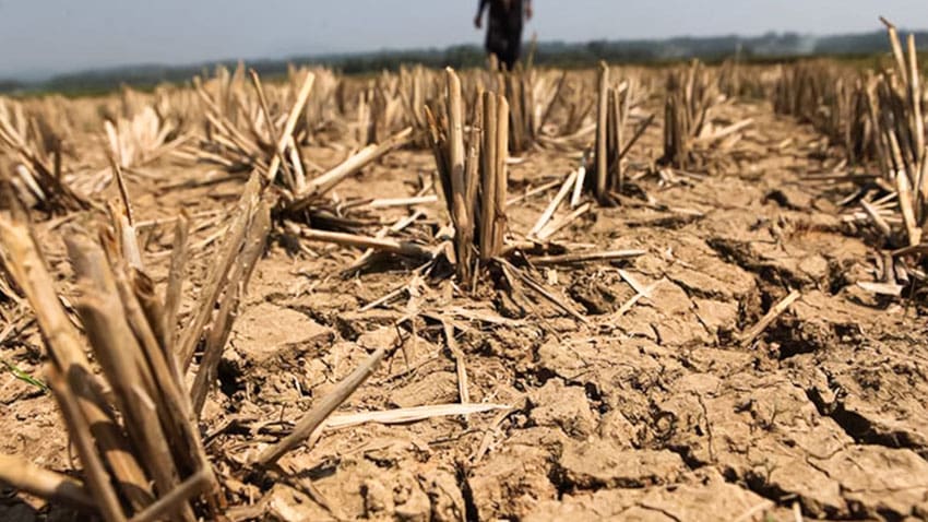 NatWest offers farmers repayment holidays as drought hits yields