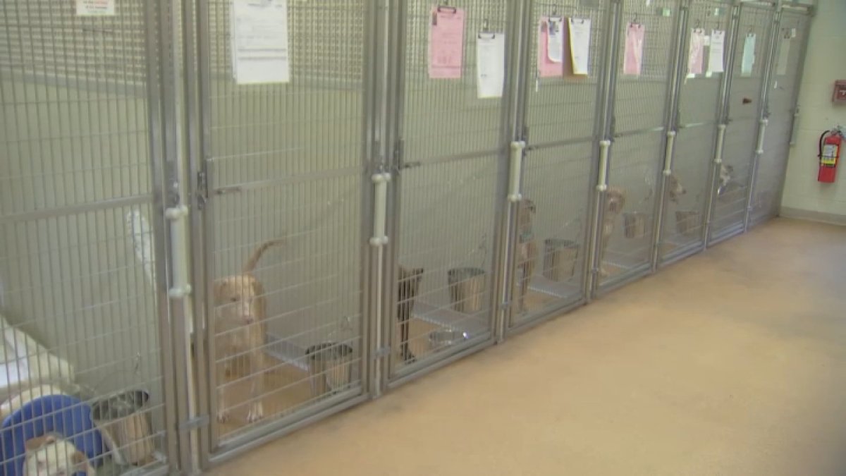 Dog adoptions just $1 at Camden County animal shelter until June
