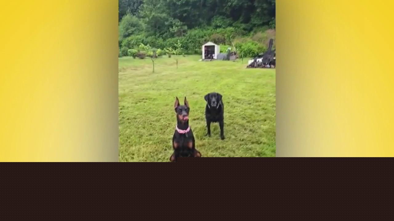 Pet Tricks for Monday, August 3