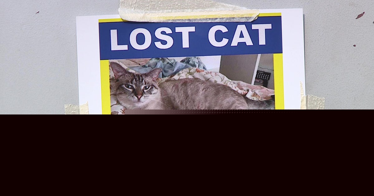 Search for missing emotional support cat continues at Philadelphia International Airport