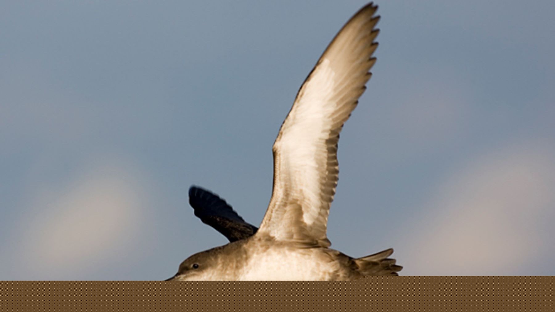 SEO BirdLife reclama proteger el mar con ciencia y gestión eficaz para salvar las aves marinas
