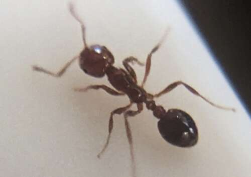 Hundreds of sites inspected in checks for fire ants