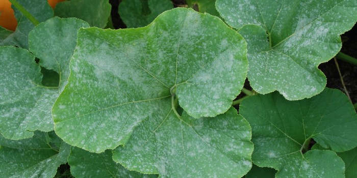 Managing Powdery Mildew On Garden And Indoor Plants