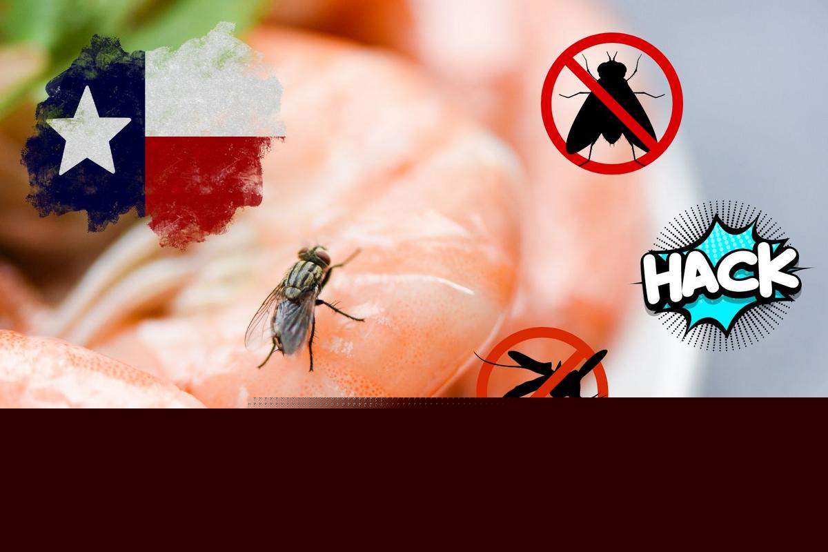 Texans Are Sharing a Simple DIY Trick to Help Get Rid of Flies