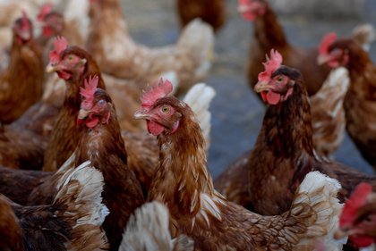 H5N1 bird flu outbreak enters fourth year in U.S.