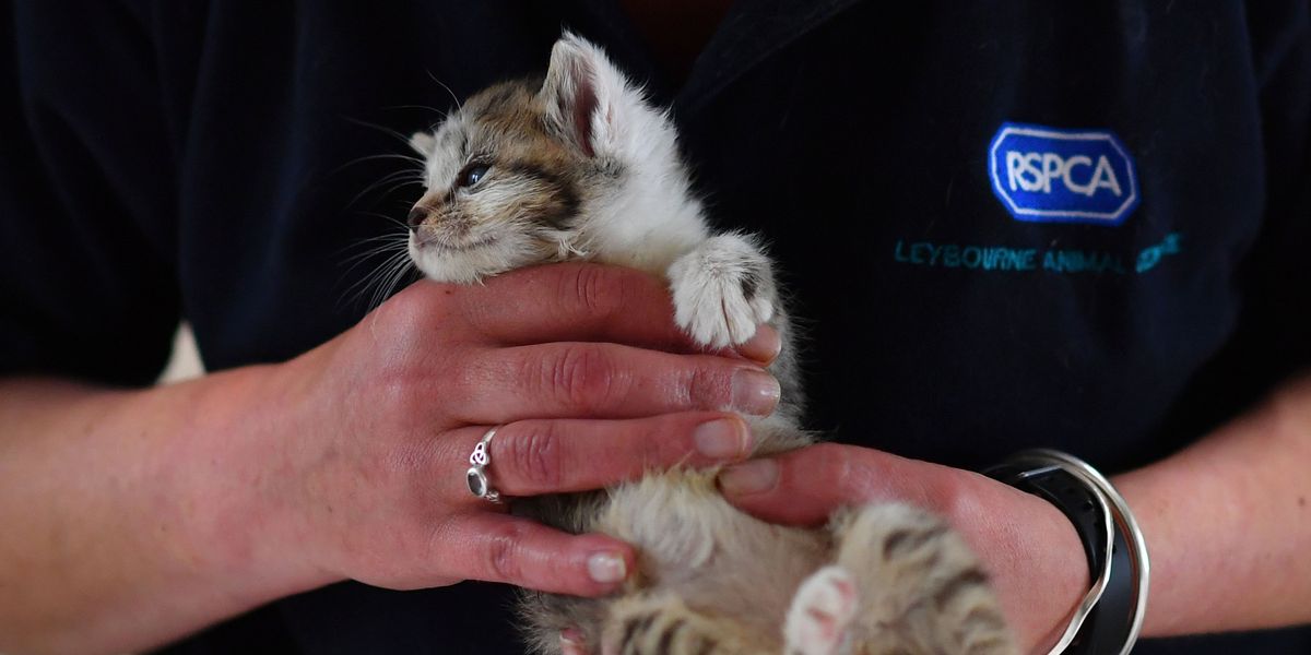 RSPCA branded 'Nazis' as pensioner's cat dies after being seized in police raid