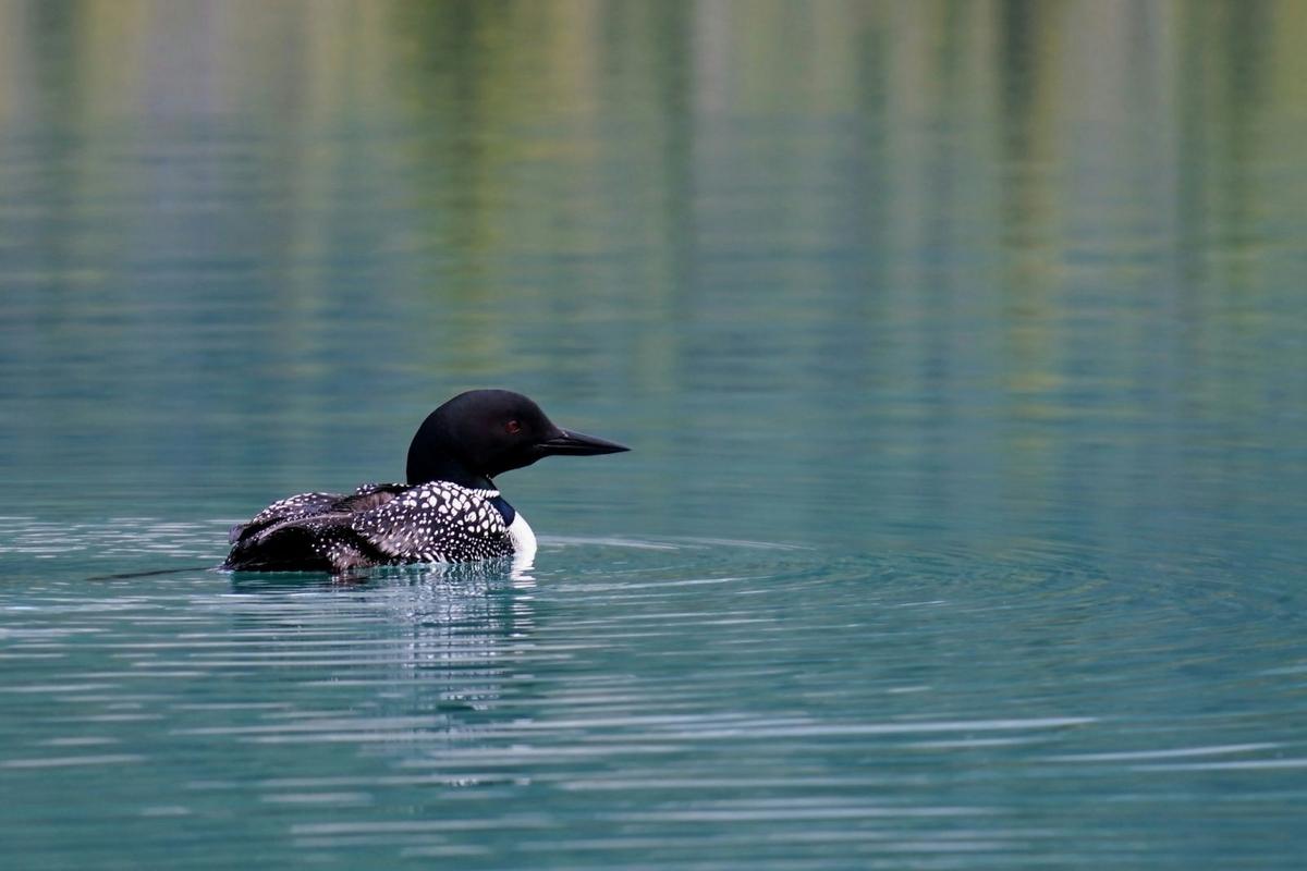 Who Has The Best Loon Call? Find Uut In Belgrade Saturday