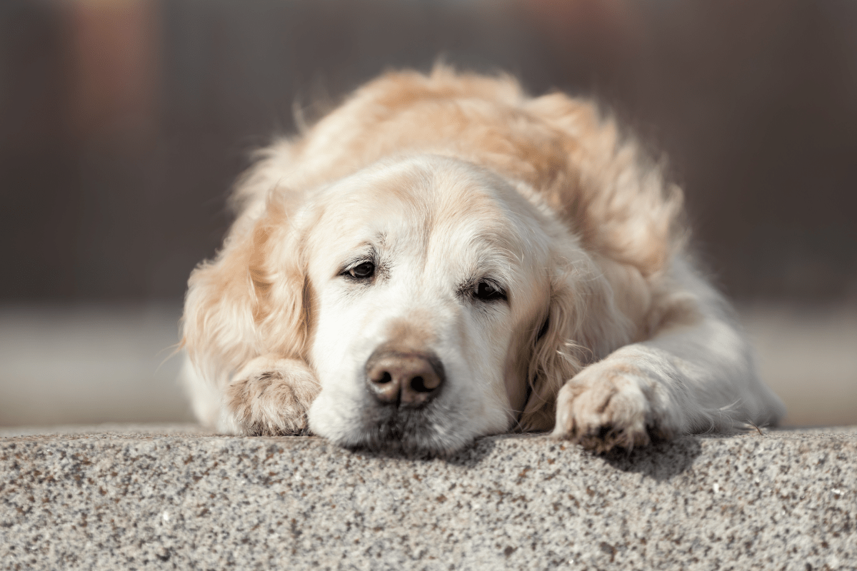Dog Gets Sick After Month in New Home—Hearts Break for What She Does Next