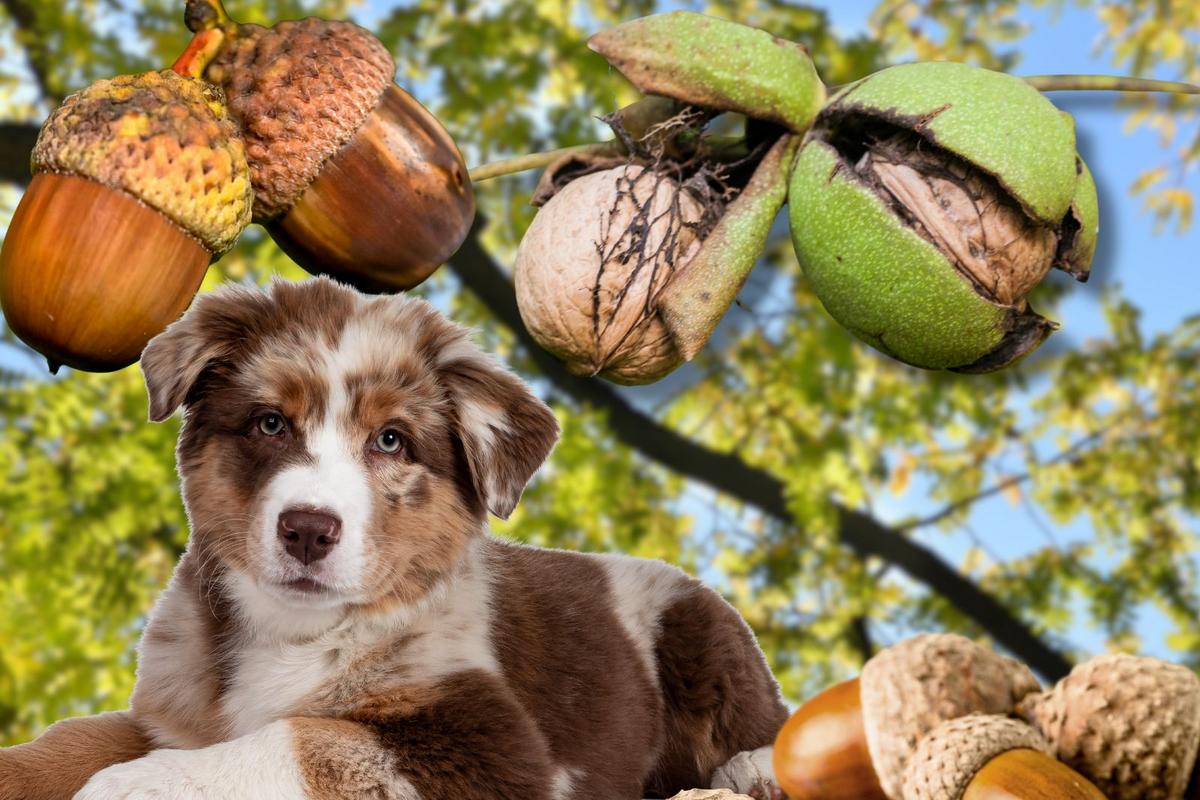 Toxic or Not? How to Keep Your Hudson Valley Dog Safe