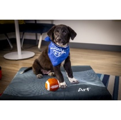 Marriott Bonvoy Calls a Timeout on Sports Rivalry With “Pup Rally” Adoption Events Celebrating Animal Planet's Puppy Bowl XXII