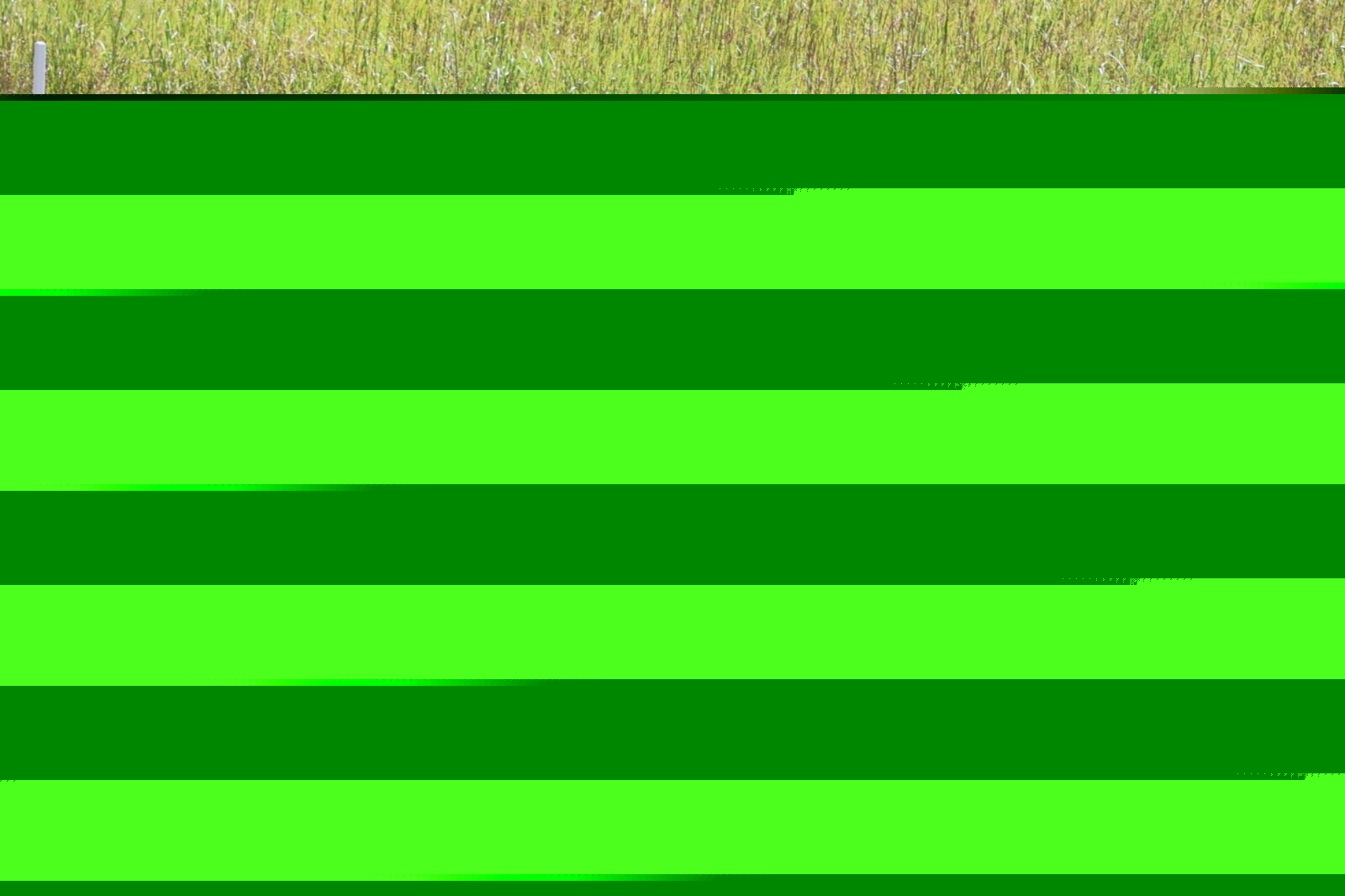 Resorters Golf: Women's Executive semifinalists up their game