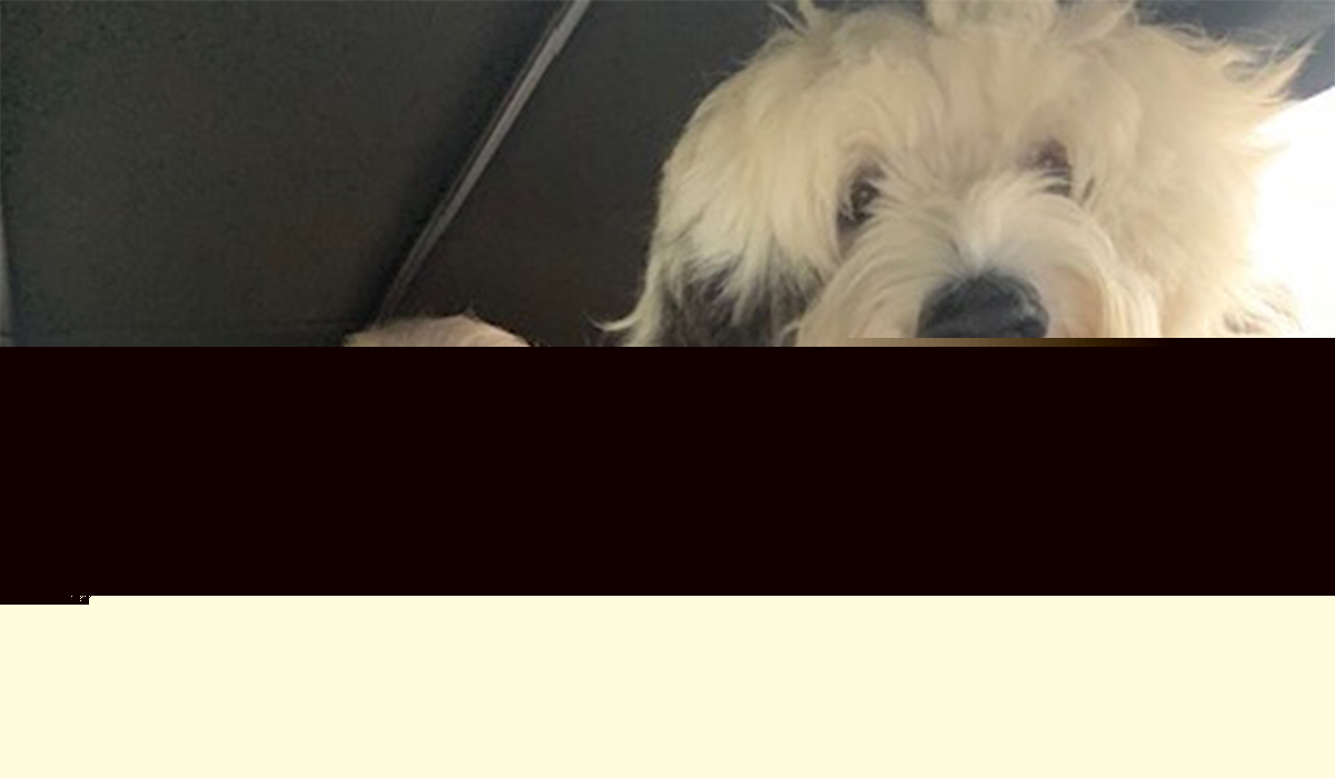 Marty Whelan devastated as beloved dog passes away