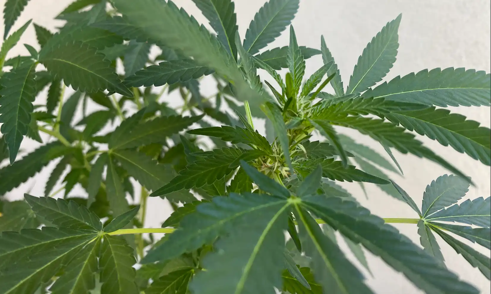 White House pushes hemp THC product ban delay (Newsletter: August 6, 2026)