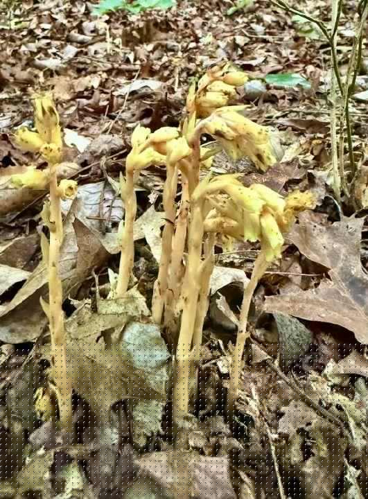 Vampire Plants