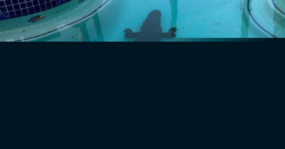 Large alligator with ‘old bullet hole’ found lounging in Texas pool