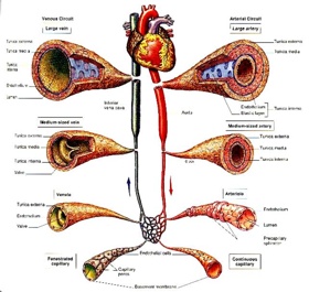 Comment on Top 20 Amazing Science Facts by The Luv Doc: Your Public Scent