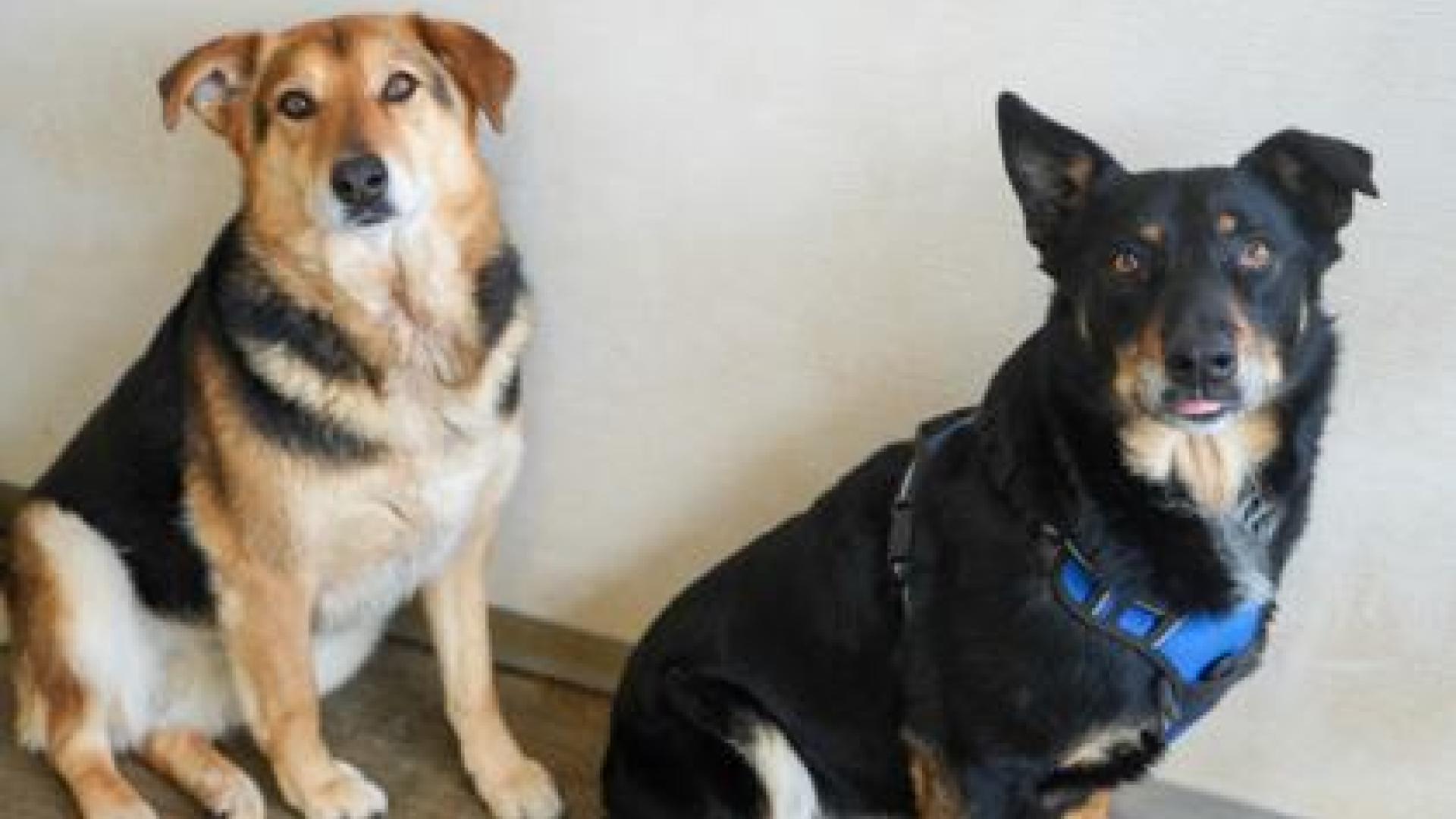 Pet of the Day: Max and Luna