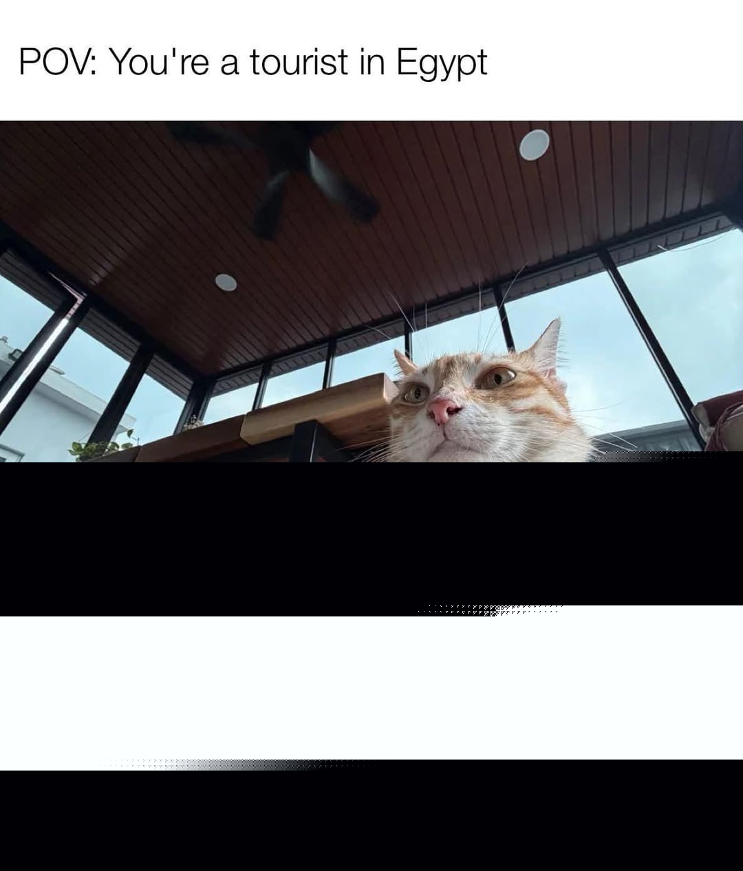 Cats - So realistic
