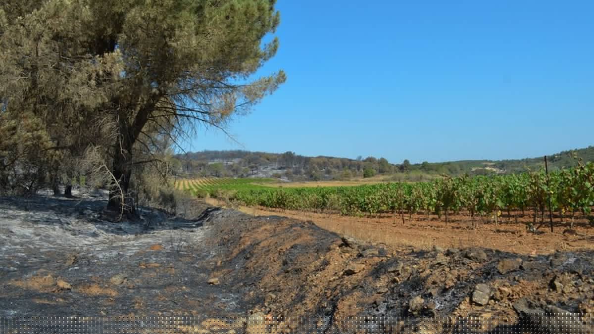 ENTRETIEN. Incendies dans l'Aude, un an après : "Nous étions à deux doigts de fermer le livre", confie Olivier Verdale, vice-président de l'AOC Corbières