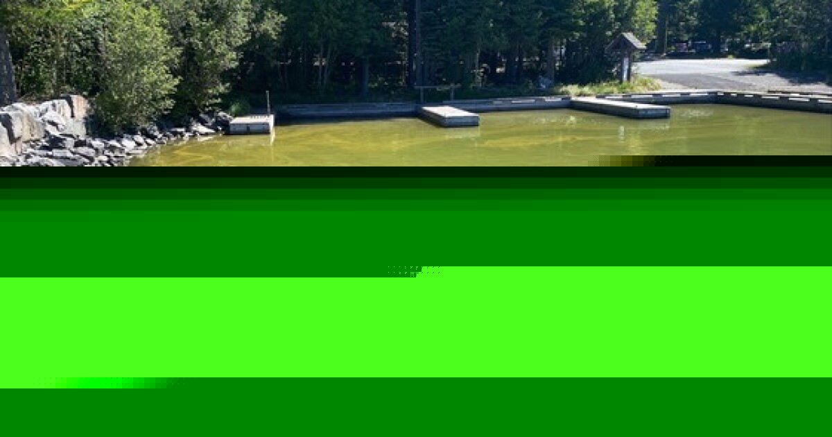 How to spot dangerous cyanobacteria blooms in Oregon waterways