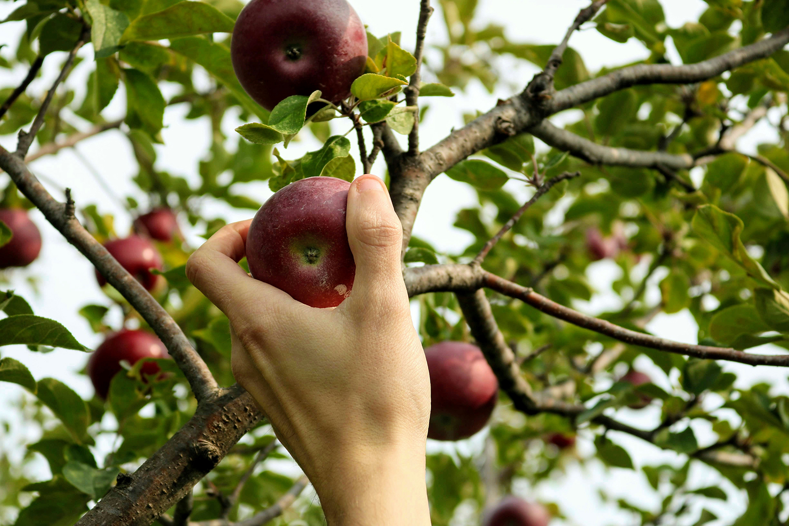 As Jews mark Tu Bishvat, the EPA turns its back on the Earth and public health