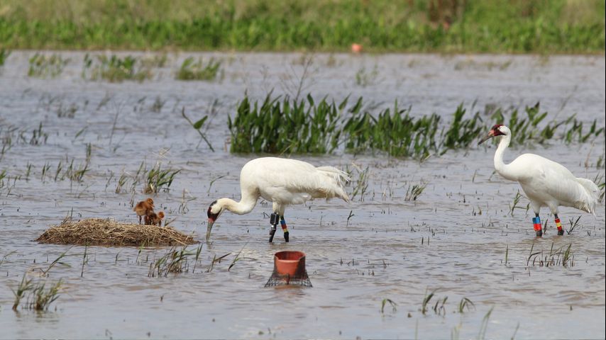 Louisiana's whooping crane program hits all-time fledgling record