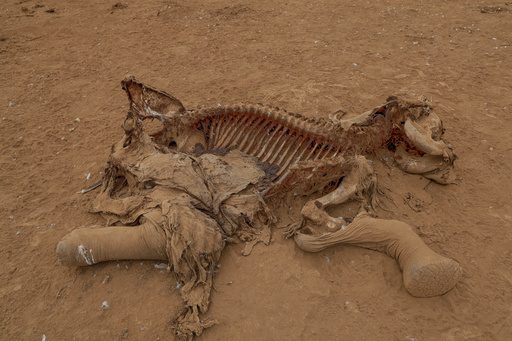 Farmers in Kenya dispute that cyanide poisoning could have killed 15 elephants