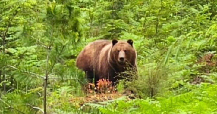 2 Texada residents charged with killing island’s lone grizzly bear in July
