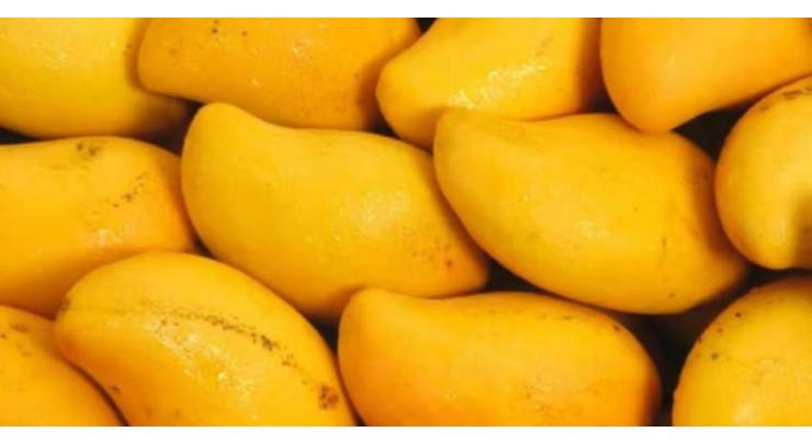 Pakistan mango exports reach 44,882 tonnes as 2026 season progresses