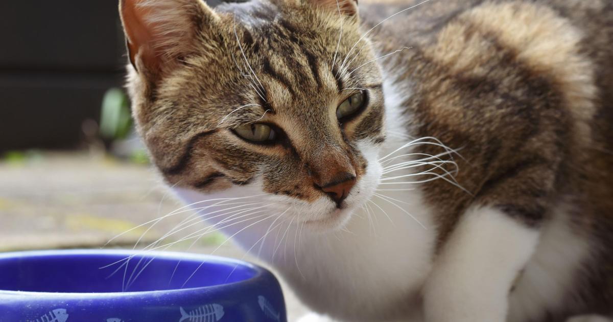 Rescue centre issues urgent foster plea amid growing crisis