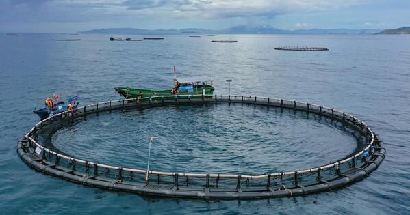 HainanOutlook | Tuna farming boosts high-quality development of fishery industry in S China's Hainan