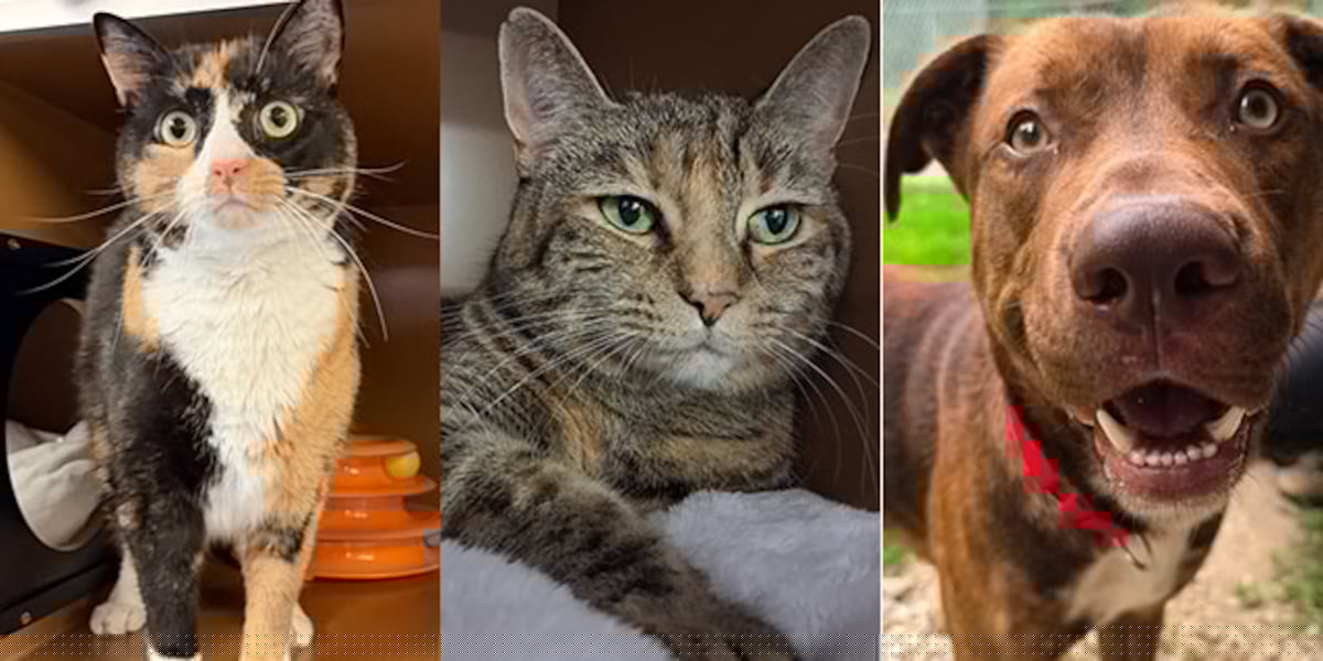 Pets with Potential: Meet Ree, Dumpling, and Roan