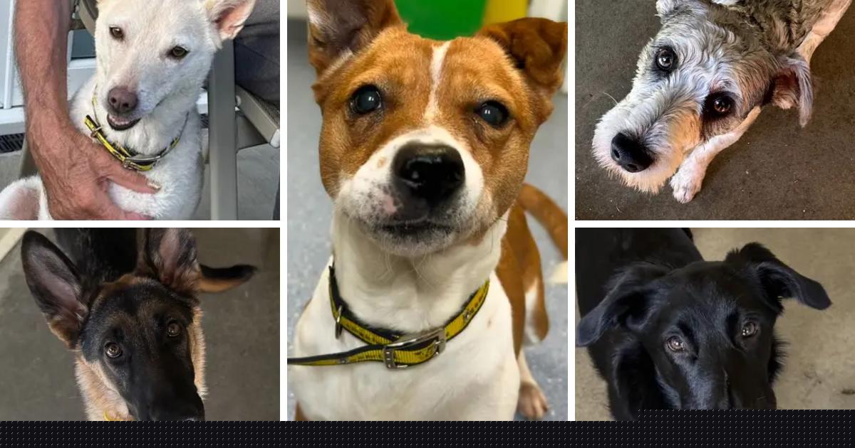 5 adorable dogs at Dogs Trust in Essex who are looking for their forever homes
