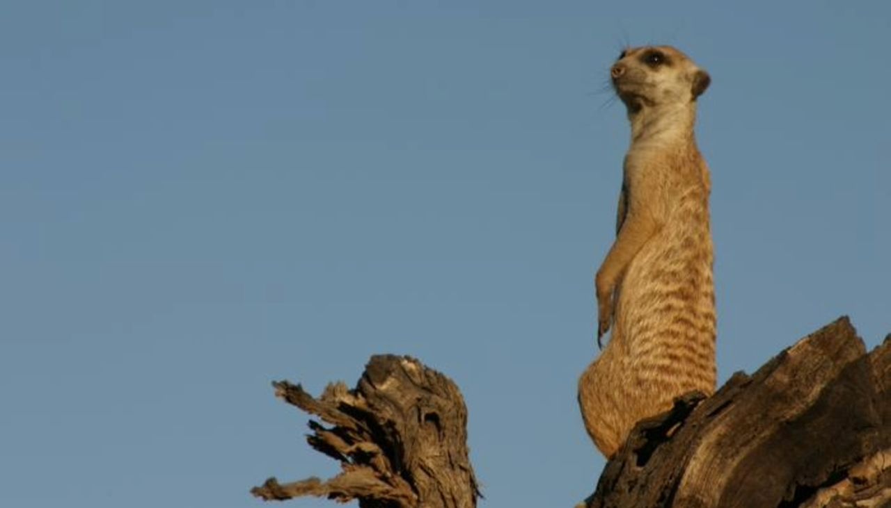 Before the battle: How animals prepare for conflict