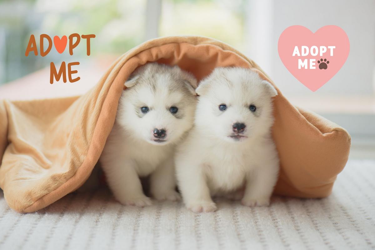 Rockford’s Cutest Mistake? Litter of Puppies Ready to Be Adopte