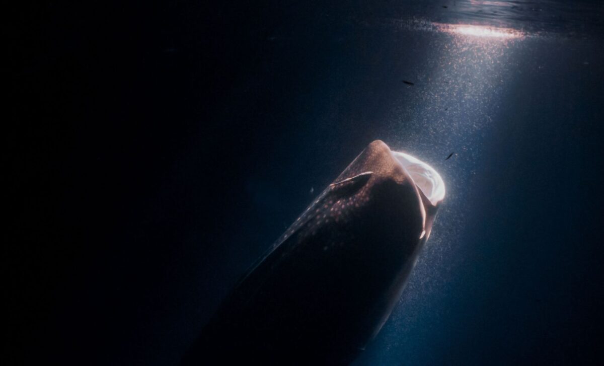 Scientists Found a New Ghost Shark Species Hiding in Plain Sight at Nearly 800 Meters Deep