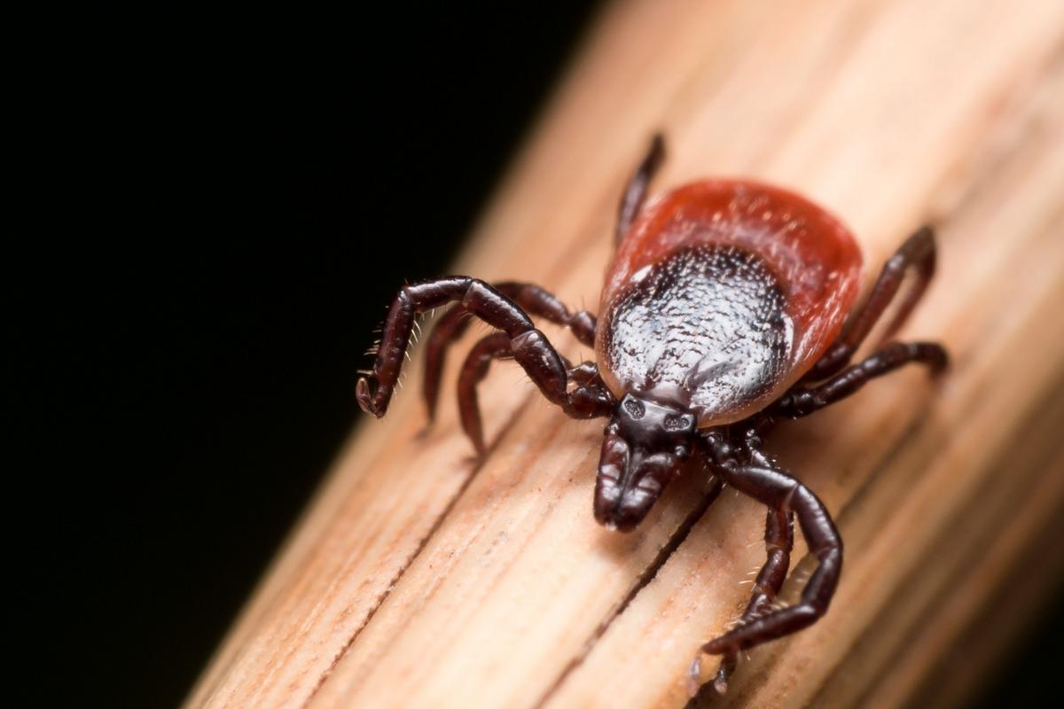 Mass. Is A Hotspot for This Rare Tick Virus According To CDC