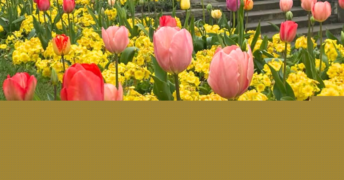 Beautiful blooms captured by Wirral Globe Camera Club members