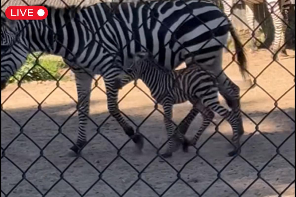 Meet the Baby Zebra Who Stole the Show at York’s Wild Kingdom