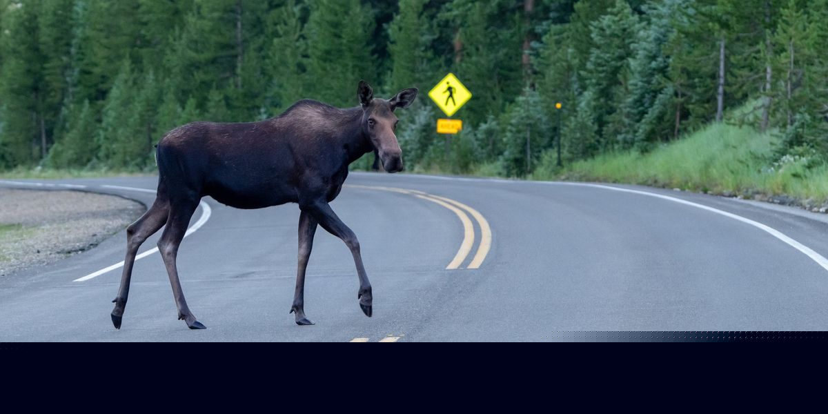 Hitting an animal while driving in Quebec comes with a rule that could cost you $300
