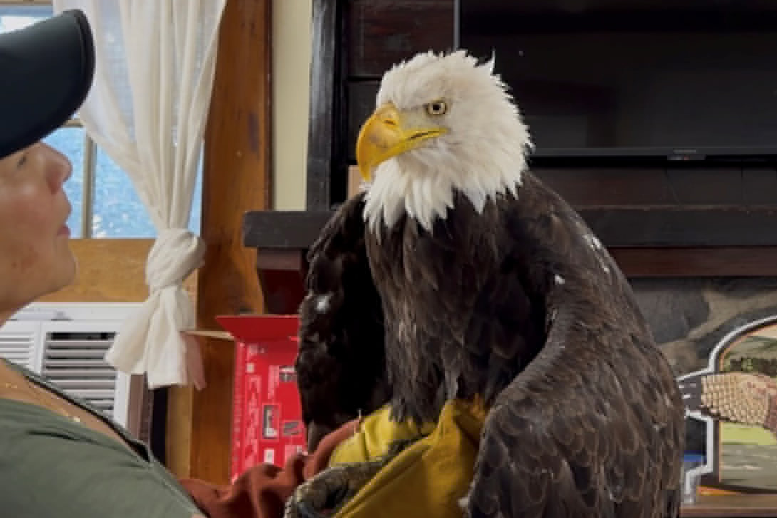 Social media-famous bald eagle Jackie dies after weeks of intensive medical care