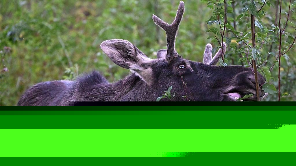 Emil the Elk caught after long summer on the loose in Central Europe