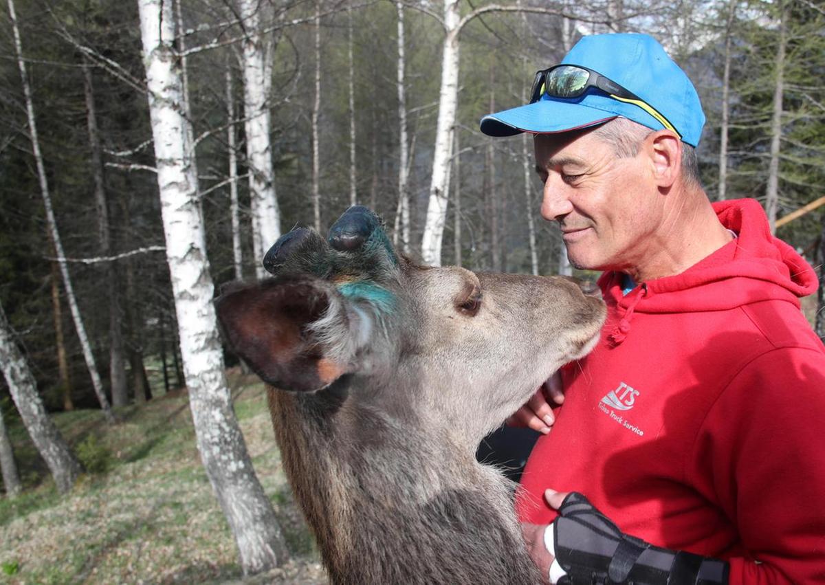 È morto l’amato cervo Bambi. Era il più famoso del Belpaese