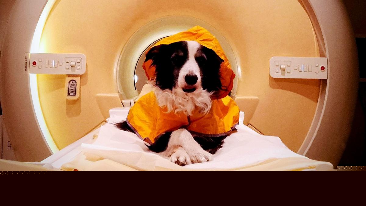 We should smile at our dogs - a new scientific study reveals why