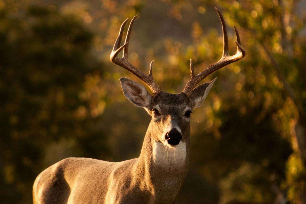 77,060 Deer Tagged in Michigan in 2024 — Ready for 2025?