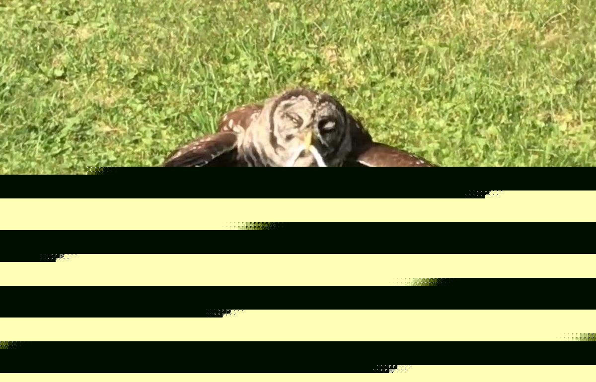Why Owls Are Going Crazy in the Hudson Valley Right Now