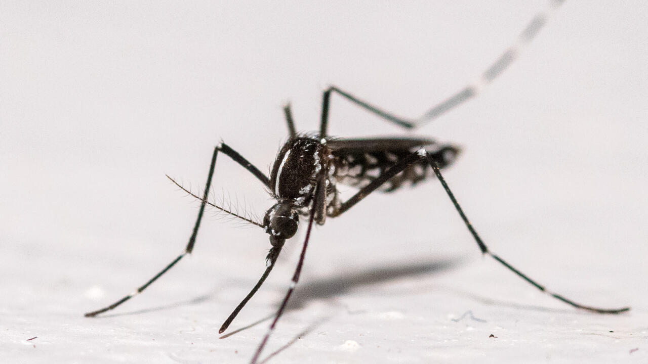 Chikungunya: l'ascension des cas autochtones continue dans l'Hexagone
